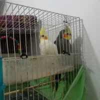 عروس هلندی