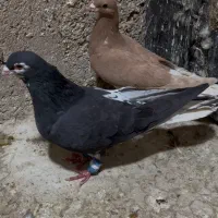 چپ سیاه قرقاب گل