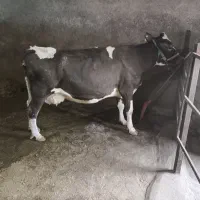 سلام 4عدد گاو هلندی و یک عدد سمینتال