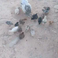 مرغ و جوجه