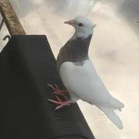 کفتر طوقی