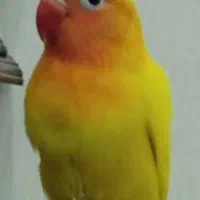 طوطی گمشده