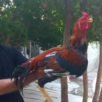 خروس لاری
