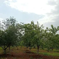 فروش-زمین
