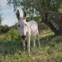 الاغ نر