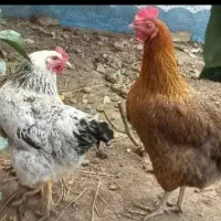 مرغ کرچ خریدارم