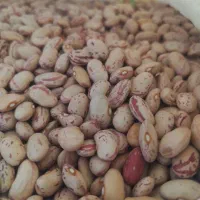 لوبیا چیتی