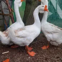 قو غاز هیکلی نژاد لیندا یک جفت مولد