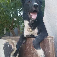 سگ پژدر
