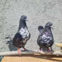 کفتر|پرنده|بن, |دیوار