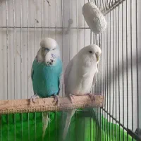 ی جفت مرغ عشق انگلیسی