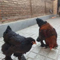 مرغ و خروس برهما