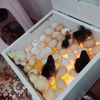 جوجه مرغ