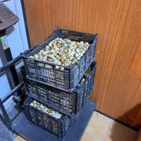 تخم بلدرچین نطفه دار (نژاد سنگین)