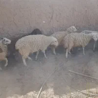 گوسفند قوچ لاکن و  بره و بز