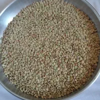 عدس برداشت امسال
