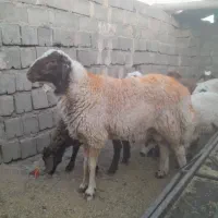 بره قوچی با ضمانت پرش