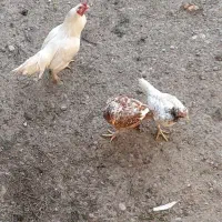 مرغ خروس