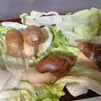 حلزون طبی|خزنده|کرج, باغستان|دیوار