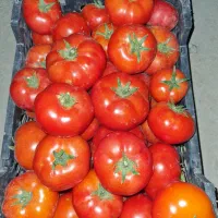 گوجه فرنگی بذر امریکن هاویس