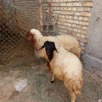 دوعدد بره
