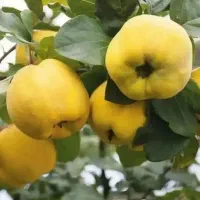 نهال به اذربایجان مقاوم به افات
