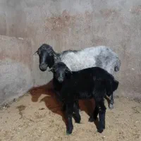 میش وبره