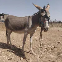 خر ماده