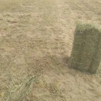 یونجه