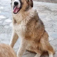 واگذاری سگ سرابی و قدرجون