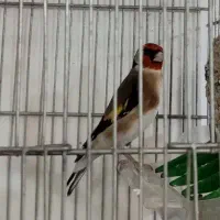 سهره نر 3ساله جفتی بشرط معاوضه با قناری|پرنده|خرم‌آباد, |دیوار