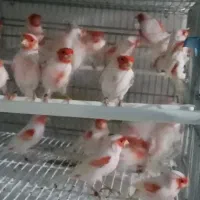 قناری موزائیکی ،رد فاکتور یلو فکتور
