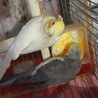 عروس هلندی