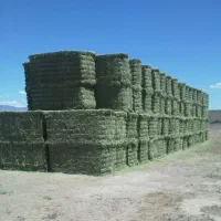 یونجه