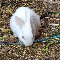 خرگوش لپ در رامشیر