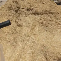 کاه گندم ملاثانی