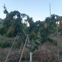 فروش یک قطعه باغ واقع در روستای جباراباد دینور