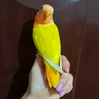 جوجه کوتوله خوشمزه های دوس داشتنی کوچولو