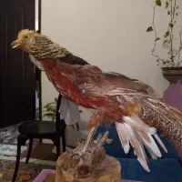 پرنده|پرنده|رشت, پل تالشان|دیوار