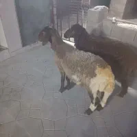 دو عدد بره قوچ همو