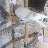 ماده ابلغ زرد مهر