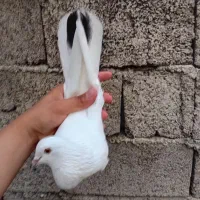 کبوتر تیر ماهی جنازه
