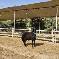 دام خود را با خیال راحت به ما  بسپارید