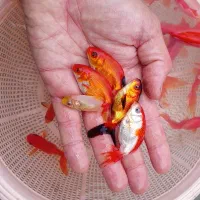 ماهی قرمز پک و بسته ی آماده ارسال تعداد پایین بالا