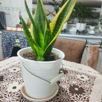 گل طبیعی|گل و گیاه طبیعی|الیگودرز, |دیوار