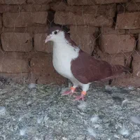 کفتر|پرنده|بیرجند, |دیوار