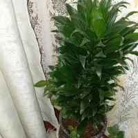 گلی سرسبزوسرحال