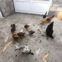 مرغ تخم گذار