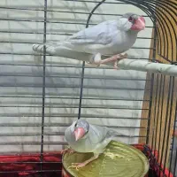 فنچ