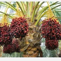 240 عدد خوشه خرما